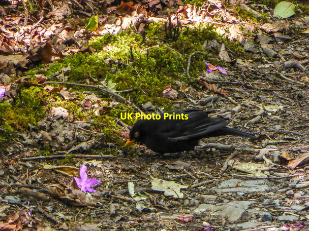Photo 6"x4" Blackbird by the Path, Woodland Walk, Devil's Bridge Devil's Bridge\/Pontarfynach c2014