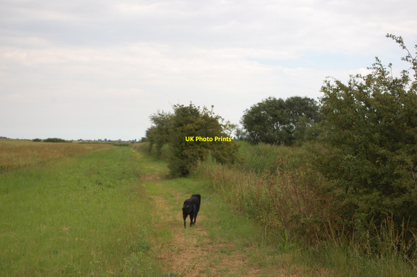 Photo 6"x4" Footpath from Mundon Hall Latchingdon c2014