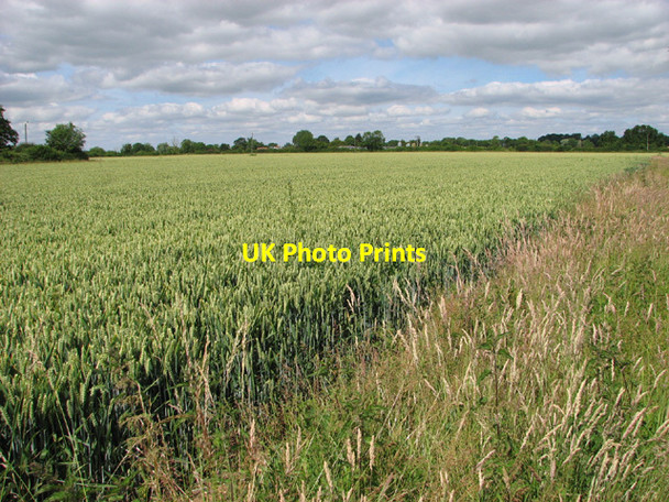 Photo 6"x4" Ripening wheat beside the path to Primrose Farm Shelton\/TM2290 c2014