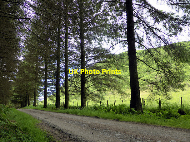 Photo 6"x4" Forestry road between Bwlch and Glaspwll Glaspwll c2014