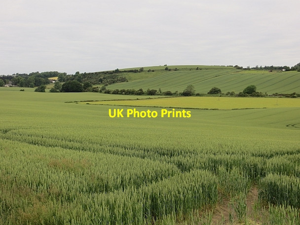 Photo 6"x4" Wheat, Newbigging Ecclesmachan c2014