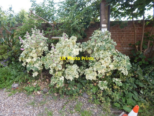Photo 6"x4" Variegated plant Wivenhoe c2014