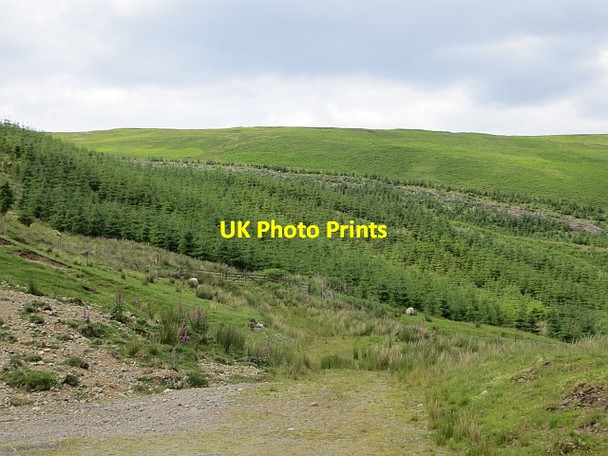 Photo 6"x4" Replanted woodland, Kerrcleuch Happertutie Burn c2014