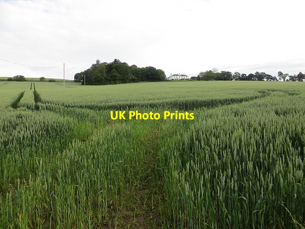 Photo 6"x4" Wheat field Linlithgow c2014