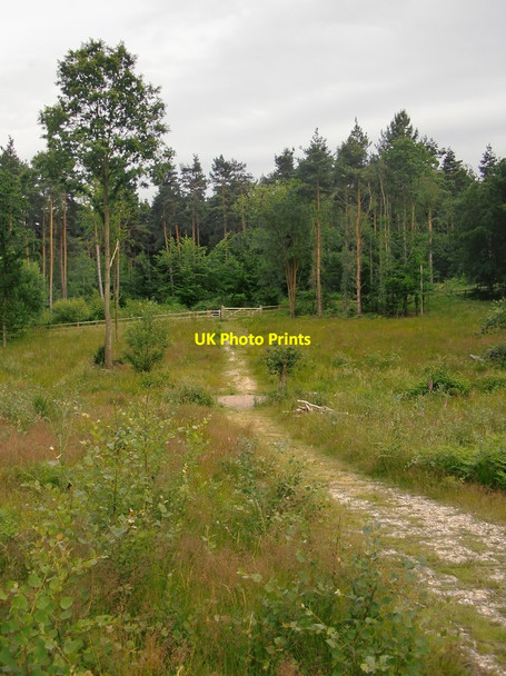 Photo 6"x4" National Nature Reserve area within Broxbourne Wood Brickendon c2014