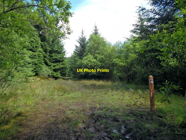 Photo 6"x4" Start of forestry track Arden\/NS3684 c2014