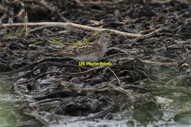 Photo 6"x4" Pectoral Sandpiper (Calidris melanotos), Haroldswick pool Bothen c2014