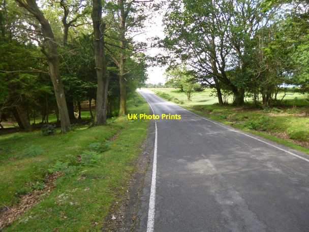 Photo 6"x4" Longcross Plain, country road Fritham c2014