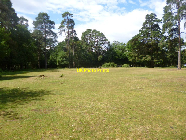 Photo 6"x4" Coppice of Linwood, lawn Fritham c2014