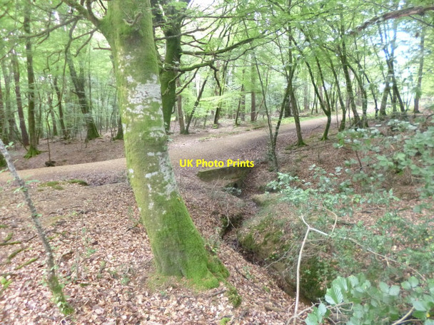 Photo 6"x4" Coppice of Linwood, road bridge Fritham c2014