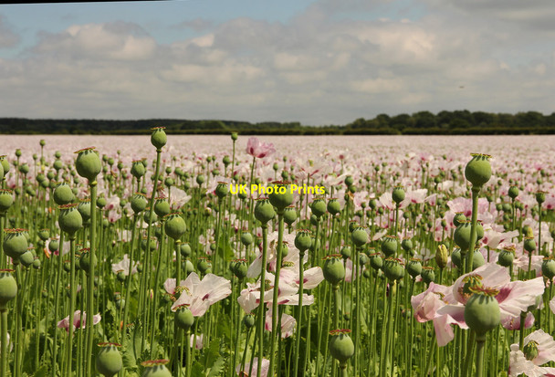 Photo 6"x4" Opium poppies Woodhall Spa c2014