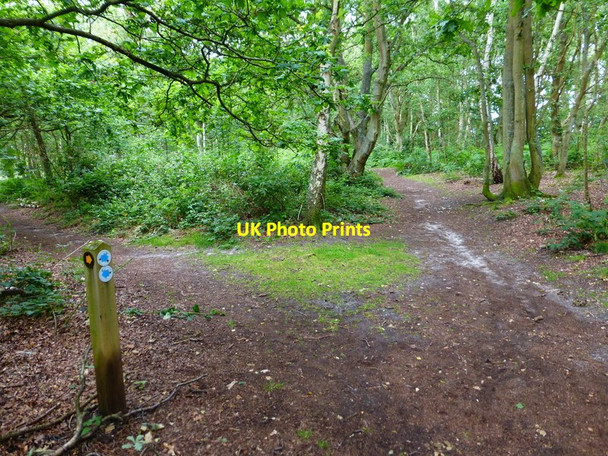 Photo 6"x4" Bridleway and footpath junction on Whitmoor Common Worplesdon c2014