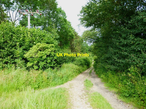 Photo 6"x4" Track going east between woodland and field Onslow Village c2014