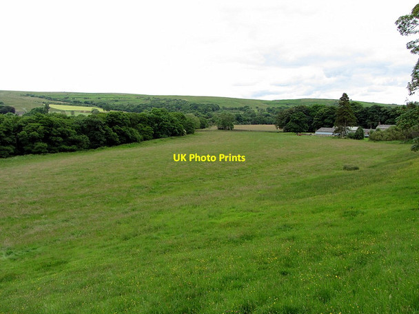 Photo 6"x4" Pasture west of Hesleyside Mill Charlton\/NY8085 c2014