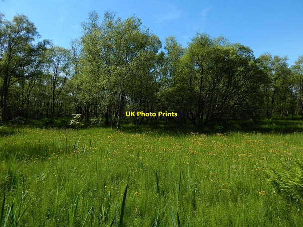 Photo 6"x4" Damp grassland at Ardmore Kelhurn c2014