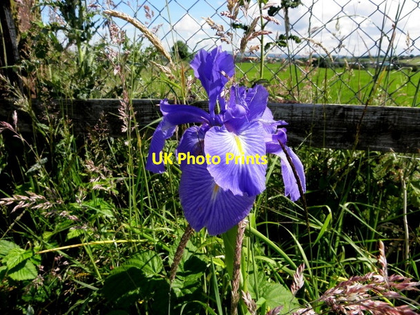 Photo 6"x4" Iris, Meaghy Victoria Bridge\/H3590 c2014