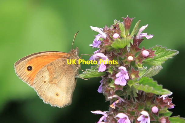 Photo 6"x4" Meadow Brown on a deadnettle Fen Ditton c2014