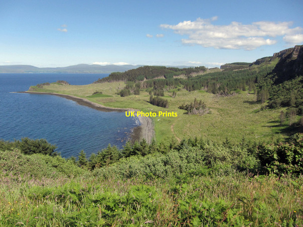 Photo 6"x4" New and established forest Gillen c2014