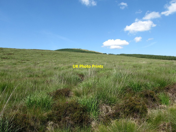 Photo 6"x4" The eastern slope of the Rowans Rostrevor c2014