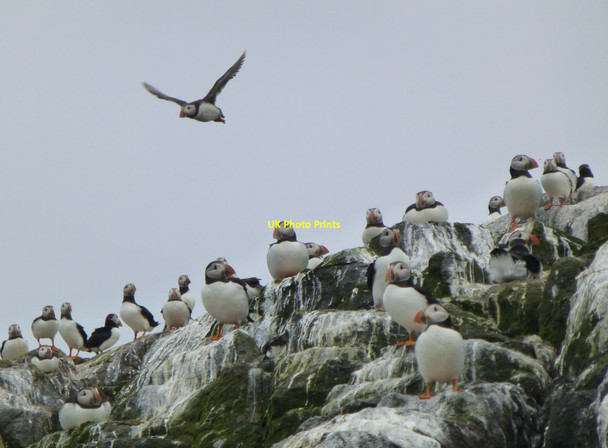 Photo 6"x4" Puffins galore Brownsman c2014