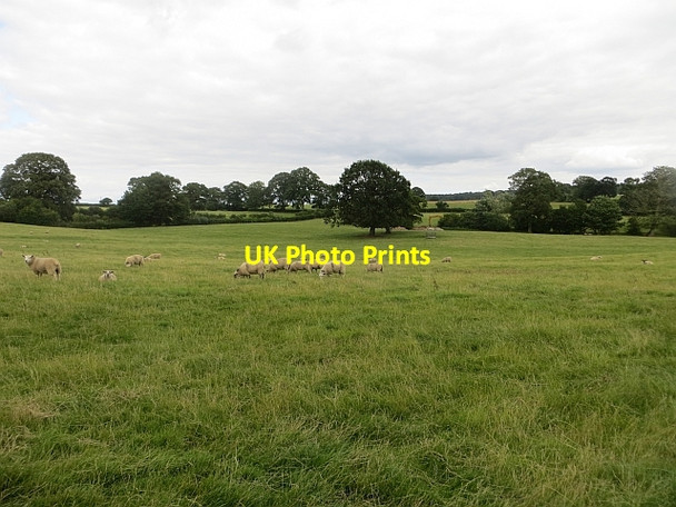Photo 6"x4" Sheep near Rushock Kington\/SO2956 c2013