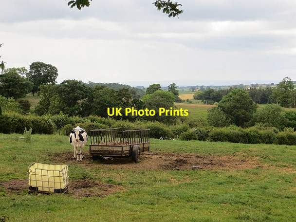 Photo 6"x4" Cow, Mellguards Mellguards\/NY4445 c2014