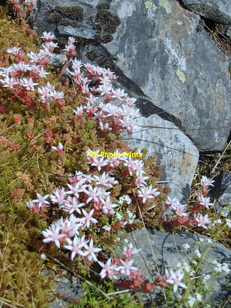 Photo 6"x4" Stonecrop (Sedum anglicum) in flower Blaenau Ffestiniog c2014