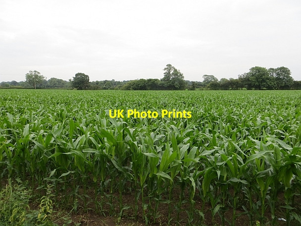 Photo 6"x4" Fodder maize, Tiverton Tiverton\/SJ5560 c2014
