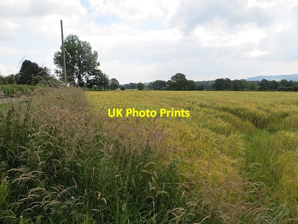Photo 6"x4" Barley, Woonton Upper Broxwood c2014