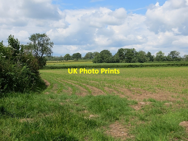 Photo 6"x4" Fodder maize Almeley Wooton c2014