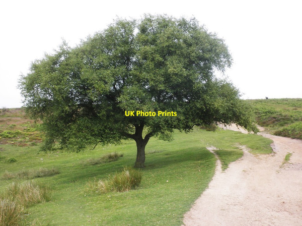 Photo 6"x4" Isolated tree at the top of Frog Combe Friarn c2014