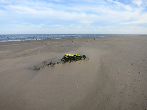 Photo 6"x4" Pine sapling on the beach Holkham c2013