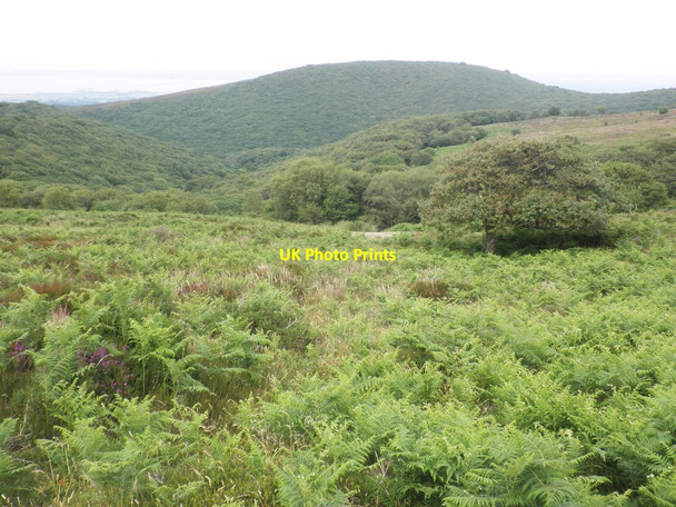Photo 6"x4" View towards Dowsborough Fort Woodlands\/ST1640 c2014