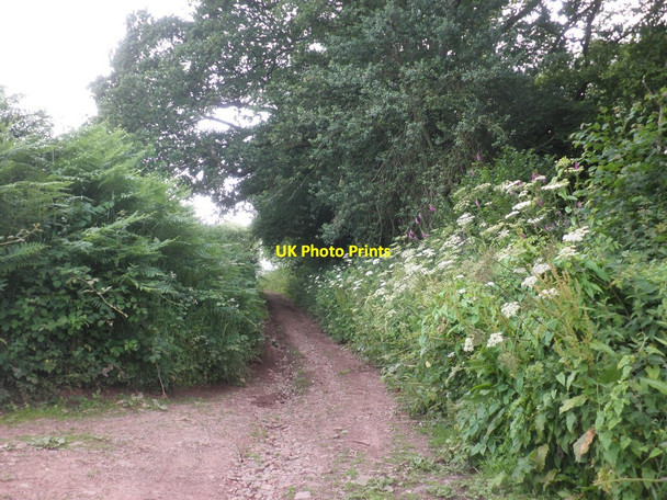 Photo 6"x4" Track to Bin Combe Bincombe\/ST1839 c2014