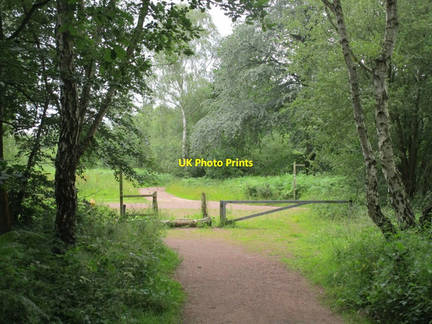 Photo 6"x4" Crossroads in the forest Budby c2014