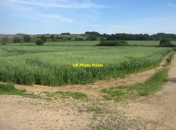 Photo 6"x4" Little Wildcroft Field Pardown c2014