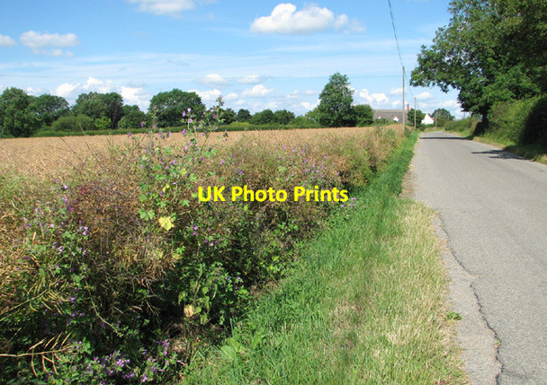 Photo 6"x4" View along Fersfield Road Boyland Common c2014