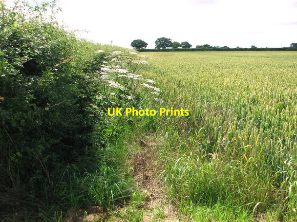 Photo 6"x4" Wheat crop field beside Dog Lane Short Green c2014