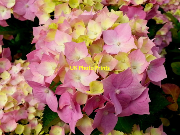 Photo 6"x4" Pink Hydrangea Bromsash c2014