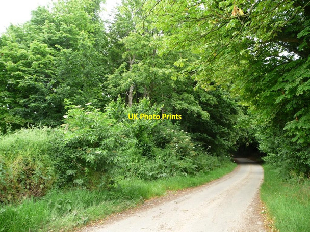 Photo 6"x4" The road north to Hinton Ampner Hinton Ampner c2014