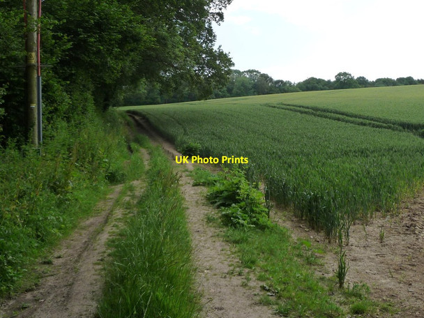 Photo 6"x4" Track along the edge of a wheatfield, Brockwood Bottom Warnford c2014