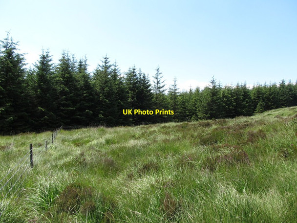 Photo 6"x4" Walking westwards along the forest boundary fence Rostrevor c2014