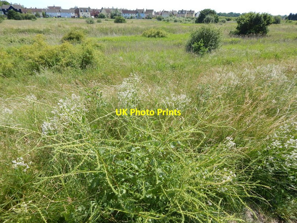 Photo 6"x4" Plant on path Wivenhoe c2014