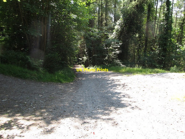 Photo 6"x4" Track junction in the forest Rostrevor c2014