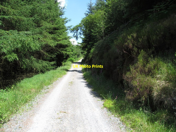 Photo 6"x4" Forest track rising towards the col between Crenville and Slievemeel Rostrevor c2014