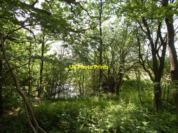 Photo 6"x4" Pond in the woods Wivenhoe c2014