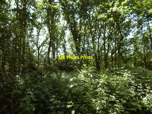 Photo 6"x4" Stinging Nettles Wivenhoe c2014