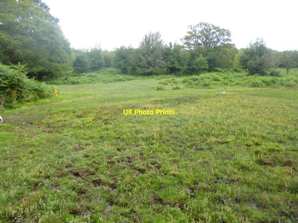 Photo 6"x4" Eyeworth, bog Fritham c2014