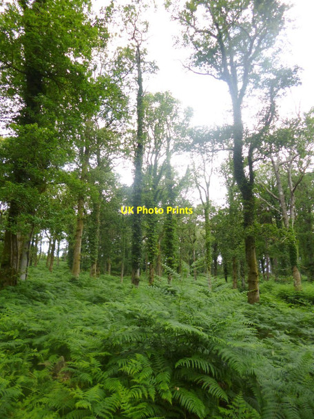 Photo 6"x4" Islands Thorns Inclosure Fritham c2014