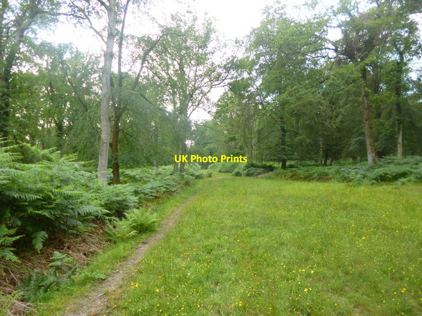 Photo 6"x4" Islands Thorns Inclosure, forestry track Fritham c2014
